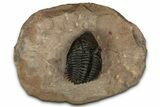 Stunning Metacanthina Trilobite - Lghaft, Morocco #339501-4